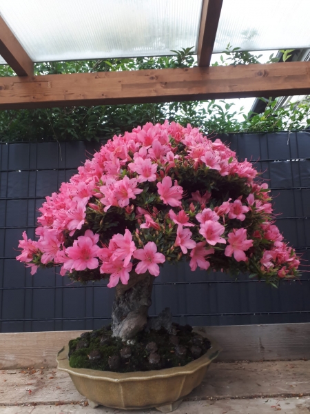 Bonsai - Jap. Satsuki Azalee auf Fels, Chinzan